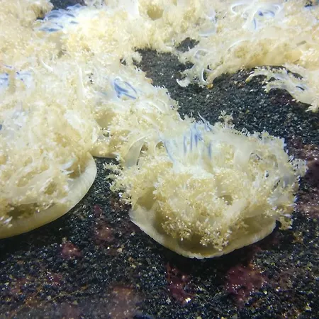 아파트 Le Cabestan